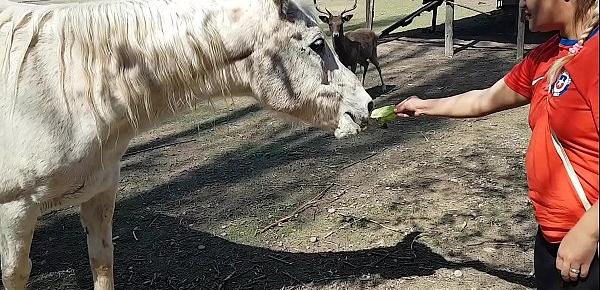  Fiquei toda molhada ao ver o tamanho do membro de um cavalo !!! Queria que meu namorado fosse assim !!! Paty Bumbum, El Toro De Oro